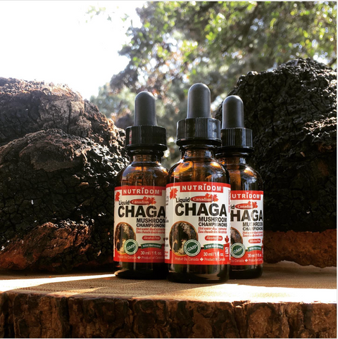 [NUTRIDOM] CHAGA Drops • 차가버섯 드랍 30ml